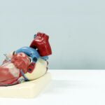 a model of a human heart on a white surface